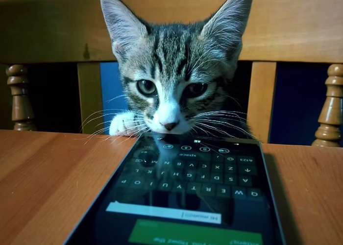 Lumia 930 y gato